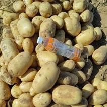 v7土豆河南开封土豆产区直发货源稳定代收代发全国市场