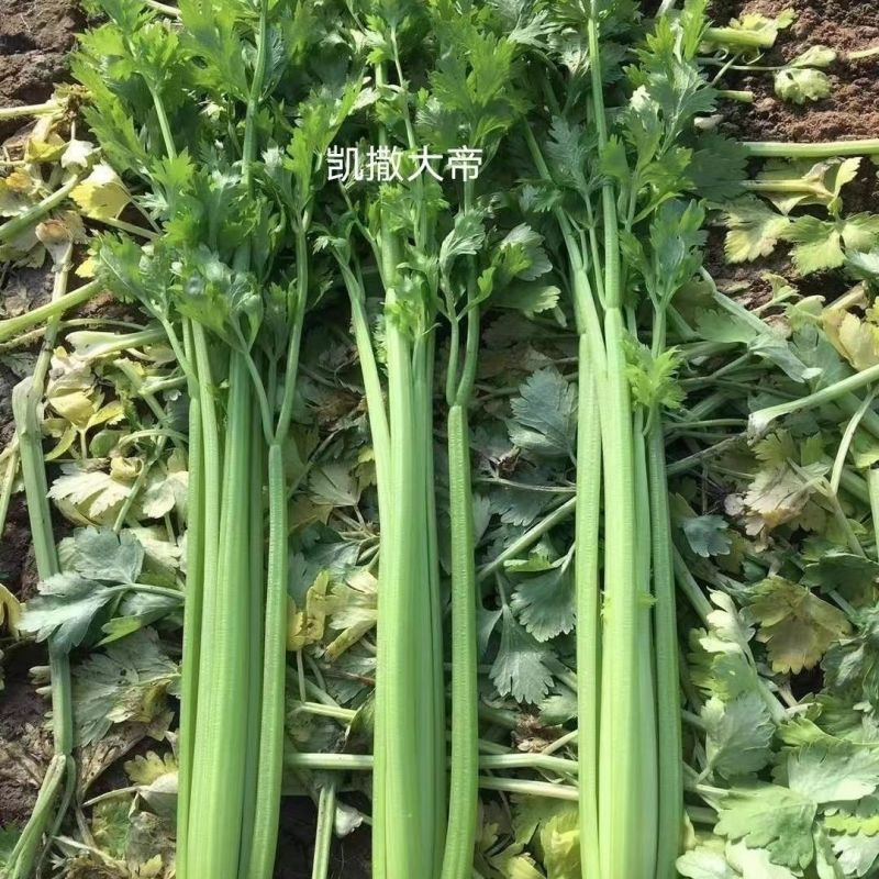 凯撒大帝芹菜种子免催芽西芹种子叶柄亮绿有光泽纤维少高产抗