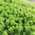 凯撒大帝芹菜种子免催芽西芹种子叶柄亮绿有光泽纤维少高产抗
