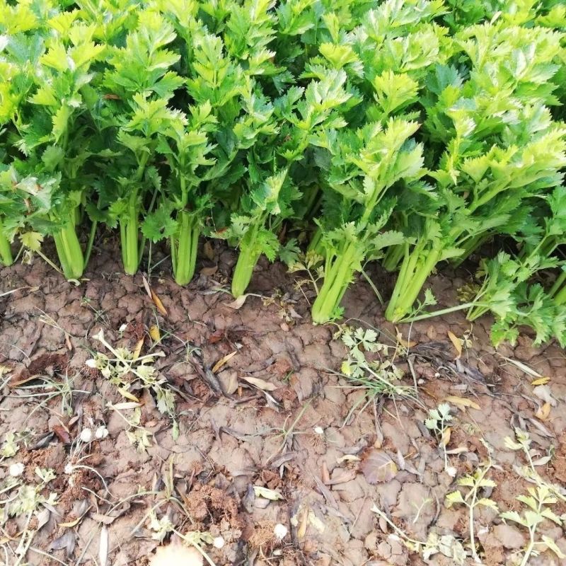 凯撒大帝芹菜种子免催芽西芹种子叶柄亮绿有光泽纤维少高产抗