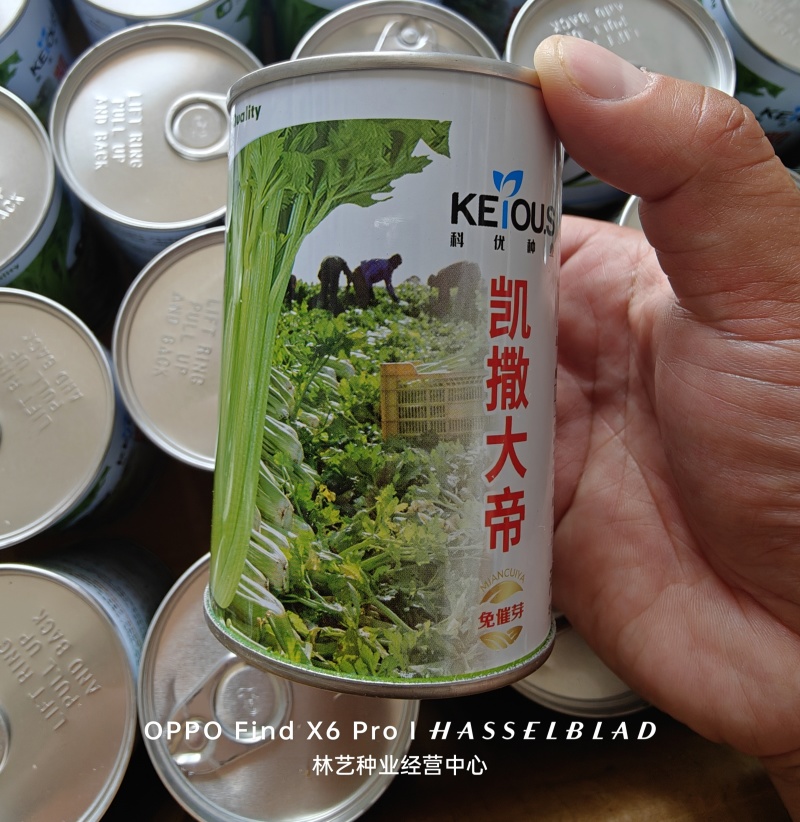 凯撒大帝芹菜种子免催芽西芹种子叶柄亮绿有光泽纤维少高产抗