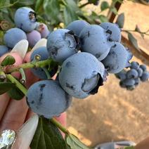 辽宁蓝莓杜克品质保证诚信经营欢迎接商超市场电商