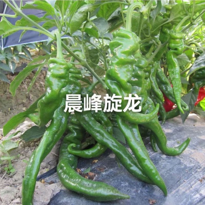 晨峰旋龙中果早熟螺丝椒种子耐热耐寒彭果快基地辣椒种子抗病高产