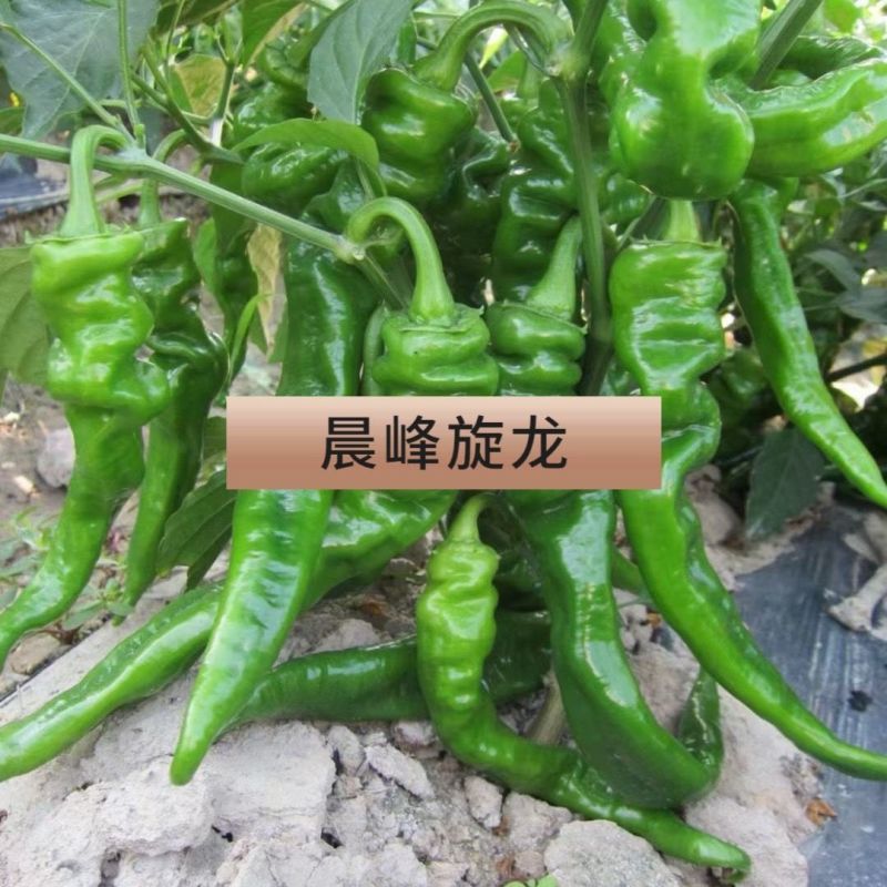 晨峰旋龙中果早熟螺丝椒种子耐热耐寒彭果快基地辣椒种子抗病高产