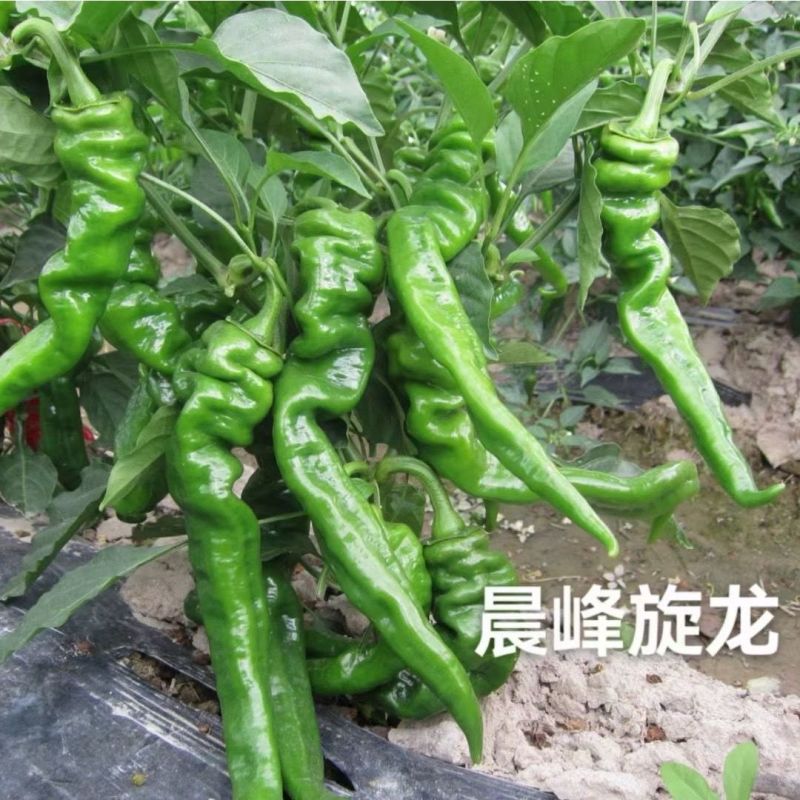 晨峰旋龙中果早熟螺丝椒种子耐热耐寒彭果快基地辣椒种子抗病高产