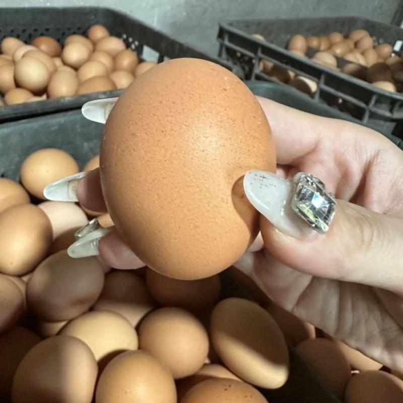 辽宁鸡蛋品质保证诚信经营欢迎联系接商超市场