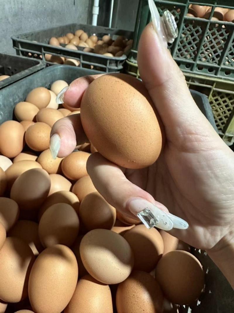 辽宁鸡蛋品质保证诚信经营欢迎联系接商超市场