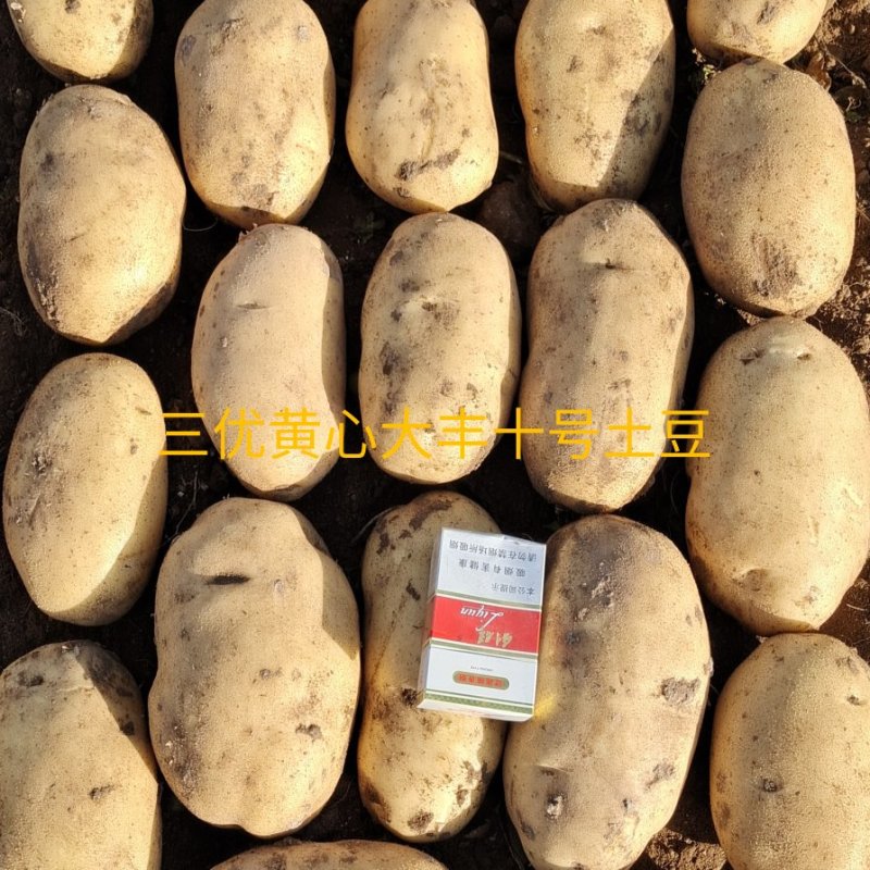 希森六号土豆河南土豆规格齐全货源稳定代收代发全国市场