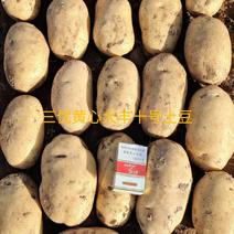 希森六号土豆河南土豆规格齐全货源稳定代收代发全国市场