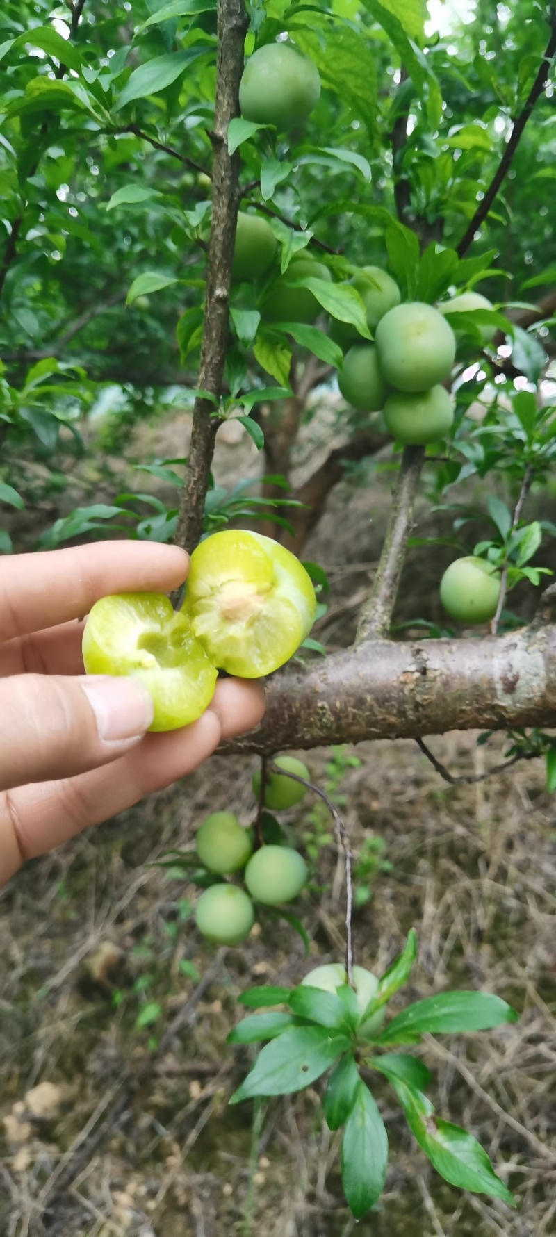 贵州贞丰县白层青脆四月李可一件代发批发量大从优