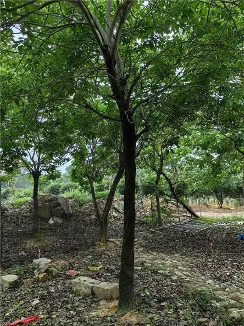 红花风铃