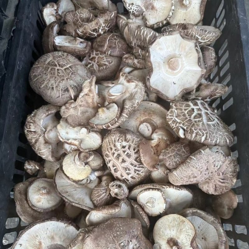 辽宁香菇品质保证诚信经营欢迎联系接商超市场电商