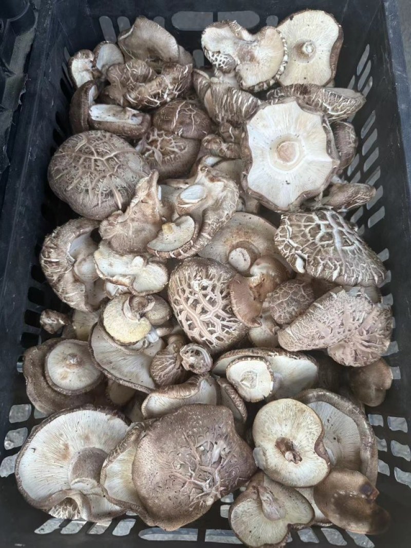 辽宁香菇品质保证诚信经营欢迎联系接商超市场电商
