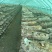 辽宁香菇品质保证诚信经营欢迎联系接商超市场电商