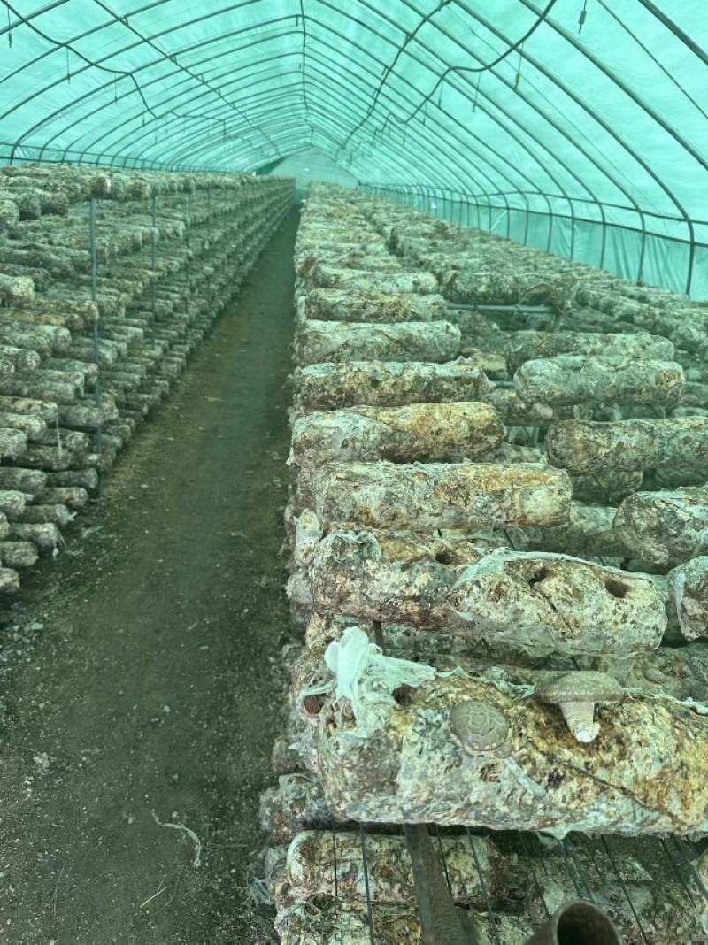 辽宁香菇品质保证诚信经营欢迎联系接商超市场电商