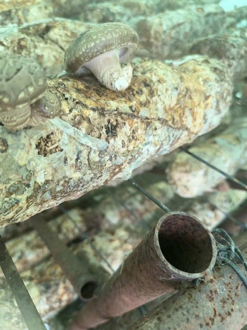 辽宁香菇品质保证诚信经营欢迎联系接商超市场电商