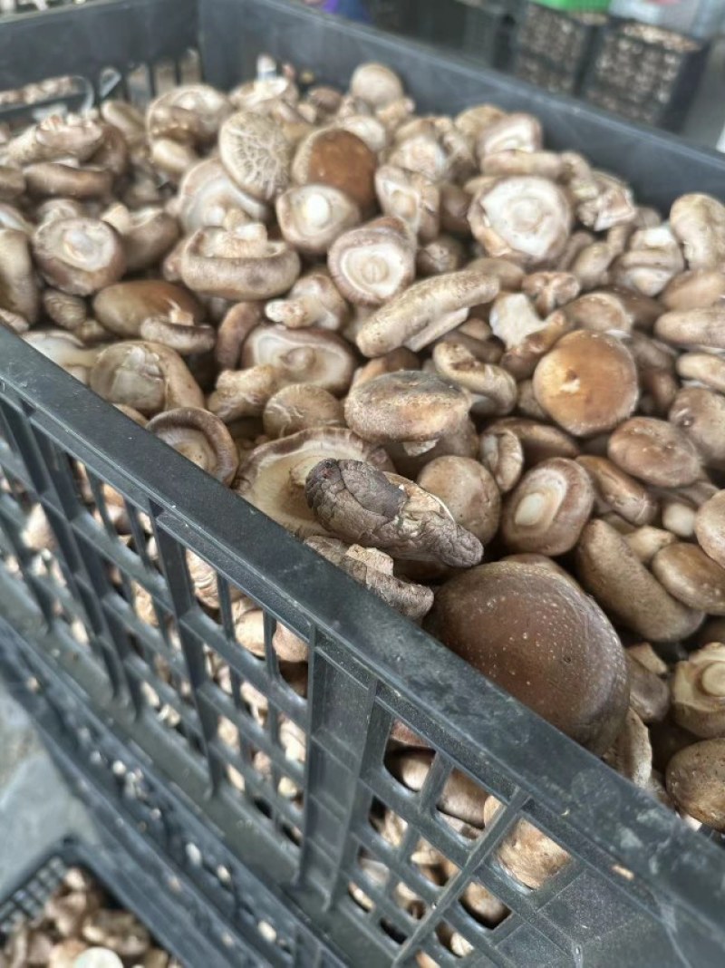 辽宁香菇品质保证诚信经营欢迎联系接商超市场电商