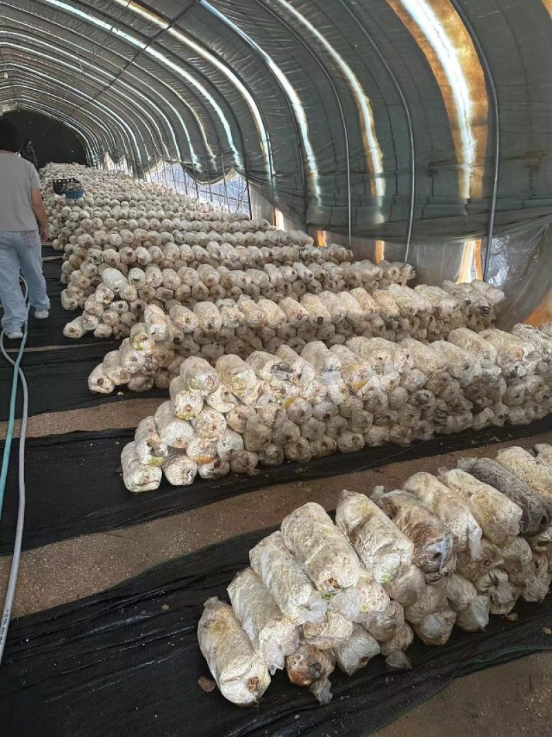 辽宁香菇品质保证诚信经营欢迎联系接商超市场电商