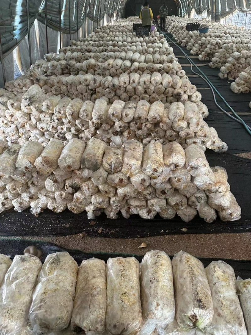 辽宁香菇品质保证诚信经营欢迎联系接商超市场电商
