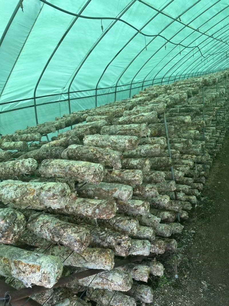辽宁香菇品质保证诚信经营欢迎联系接商超市场电商