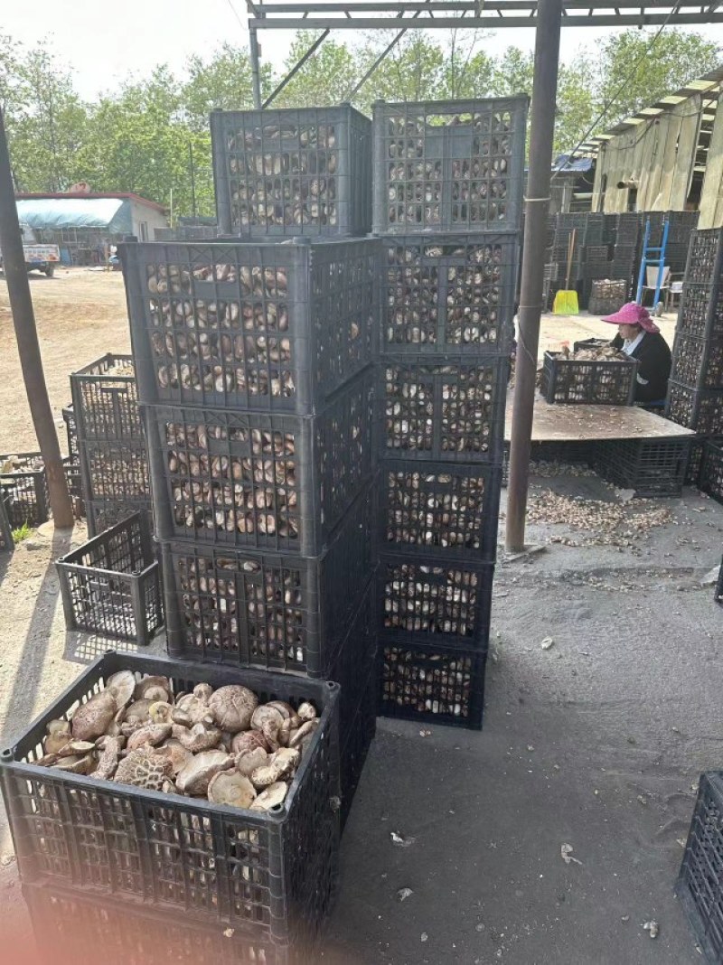 辽宁香菇品质保证诚信经营欢迎联系接商超市场电商