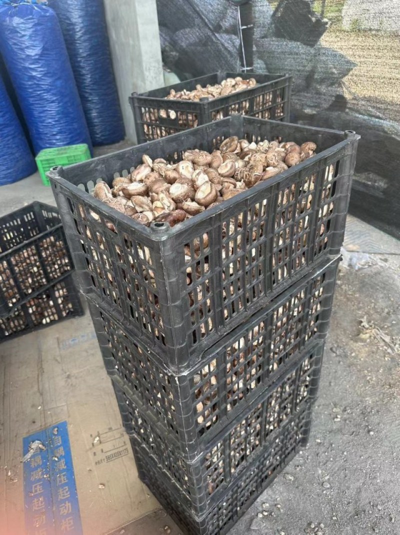辽宁香菇品质保证诚信经营欢迎联系接商超市场电商