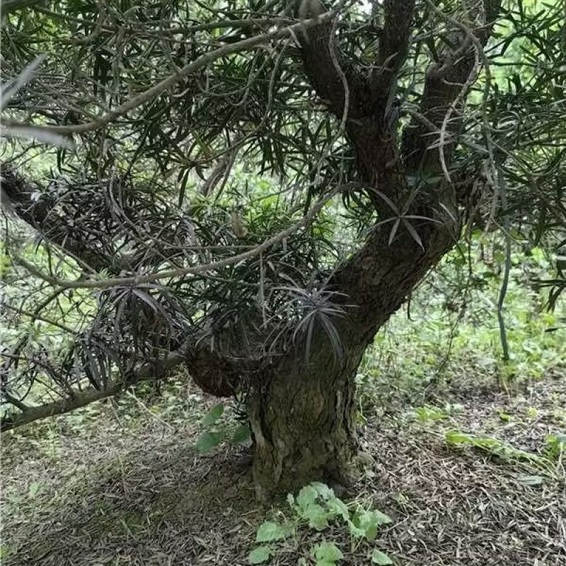罗汉松