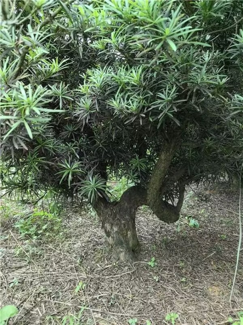 罗汉松