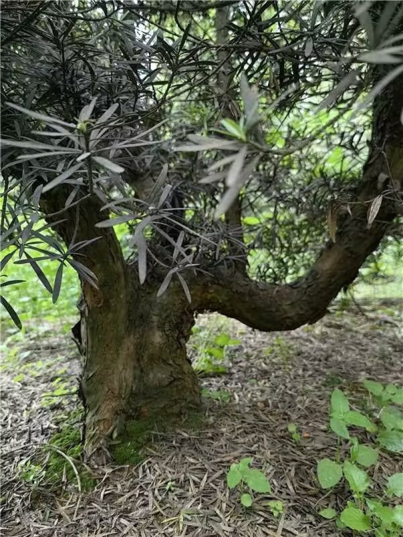 罗汉松
