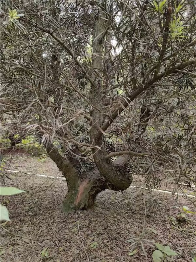 罗汉松