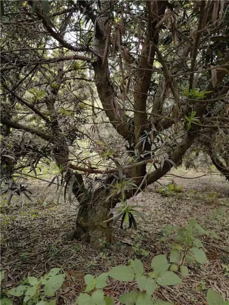 罗汉松