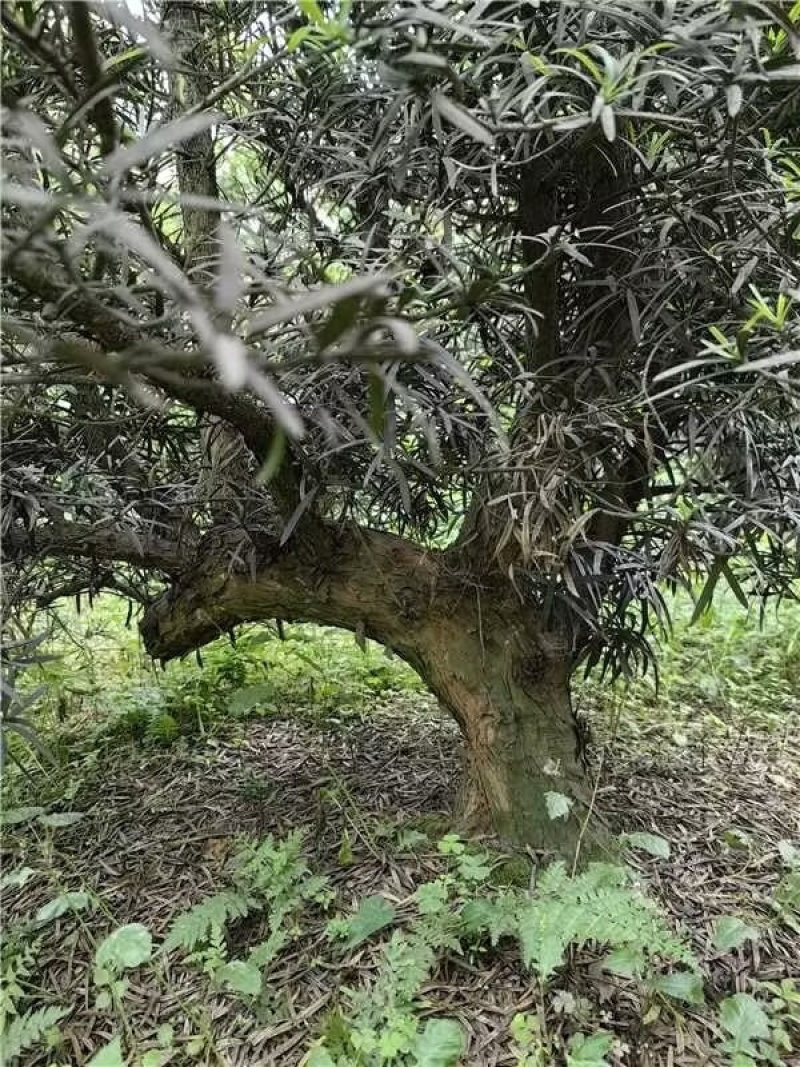 罗汉松