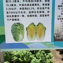 黄心大白菜15万斤