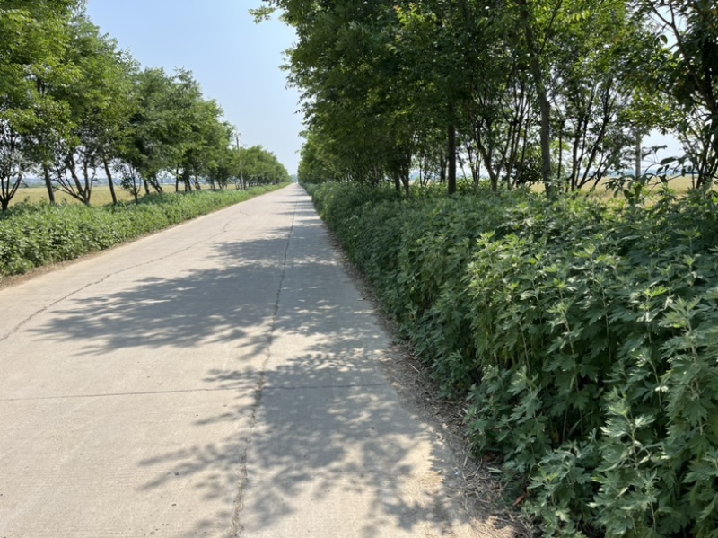 自家种植20亩蕲艾大量出售，地址安徽省蚌埠市固镇县王庄镇