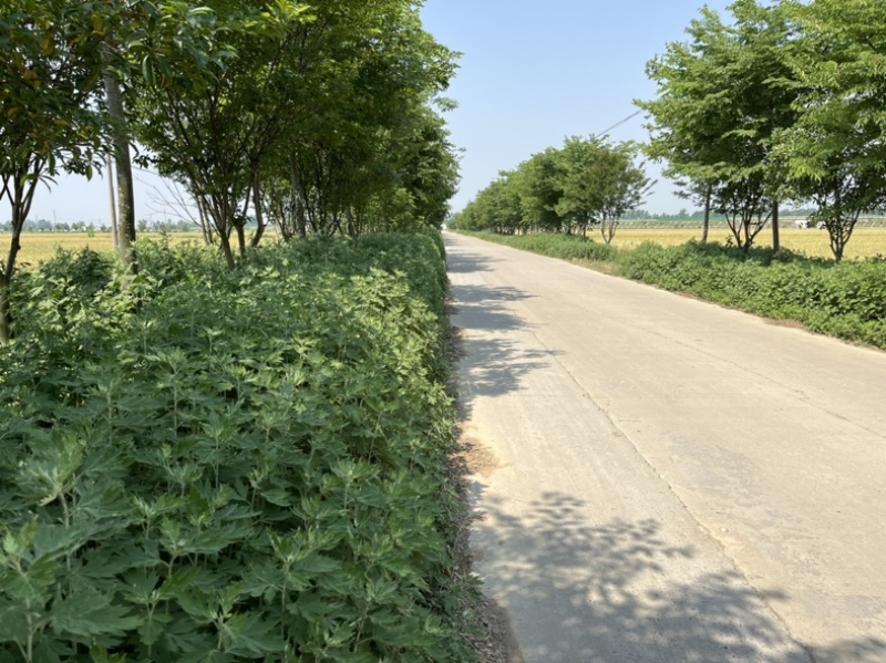 自家种植20亩蕲艾大量出售，地址安徽省蚌埠市固镇县王庄镇
