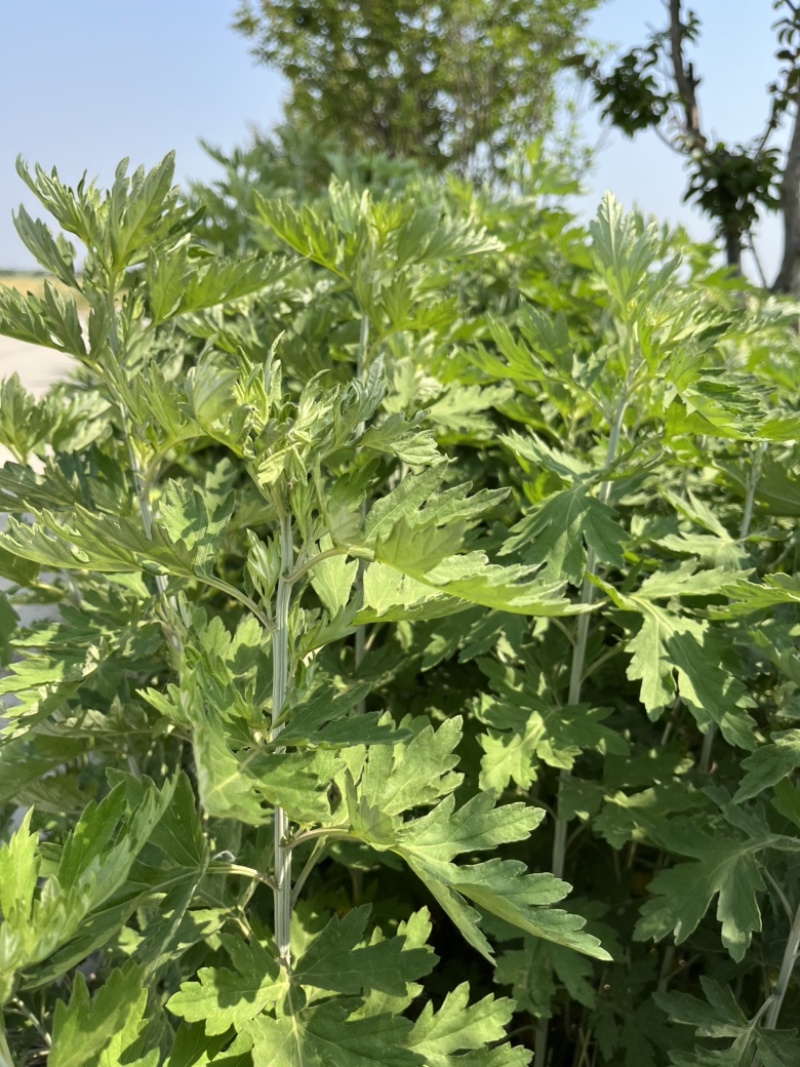 自家种植20亩蕲艾大量出售，地址安徽省蚌埠市固镇县王庄镇