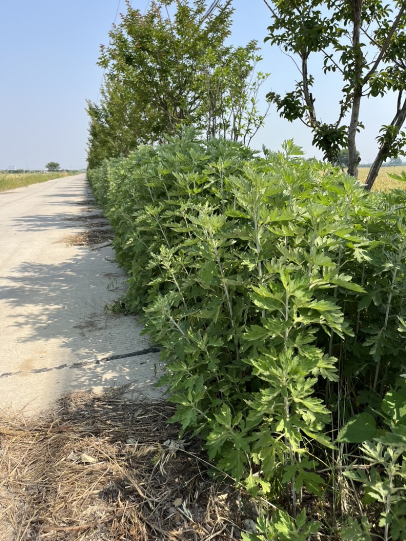 自家种植20亩蕲艾大量出售，地址安徽省蚌埠市固镇县王庄镇