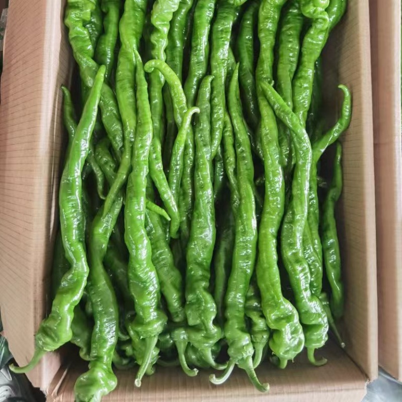 贵州螺丝椒大量供应