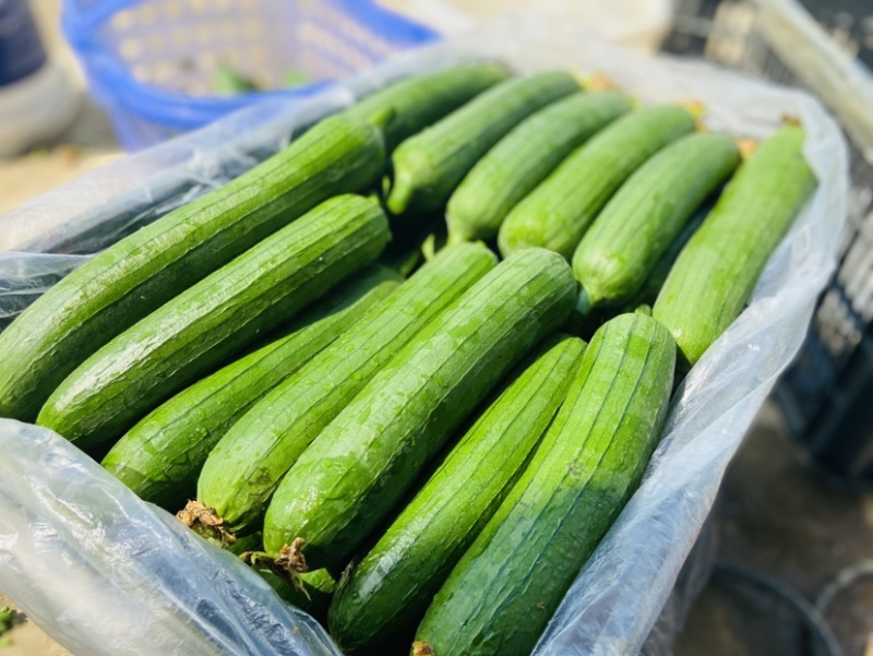精品丝瓜已上市