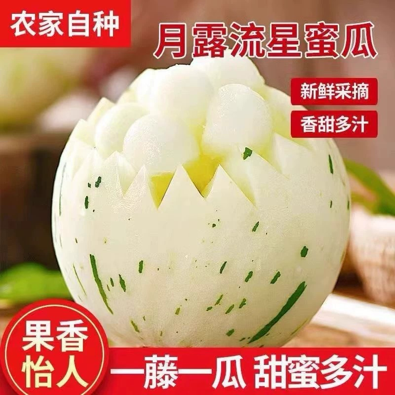 【实力推荐】精品流行蜜露甜瓜，蜜瓜，大量上市中，全国对接
