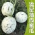 【实力推荐】精品流行蜜露甜瓜，蜜瓜，大量上市中，全国对接