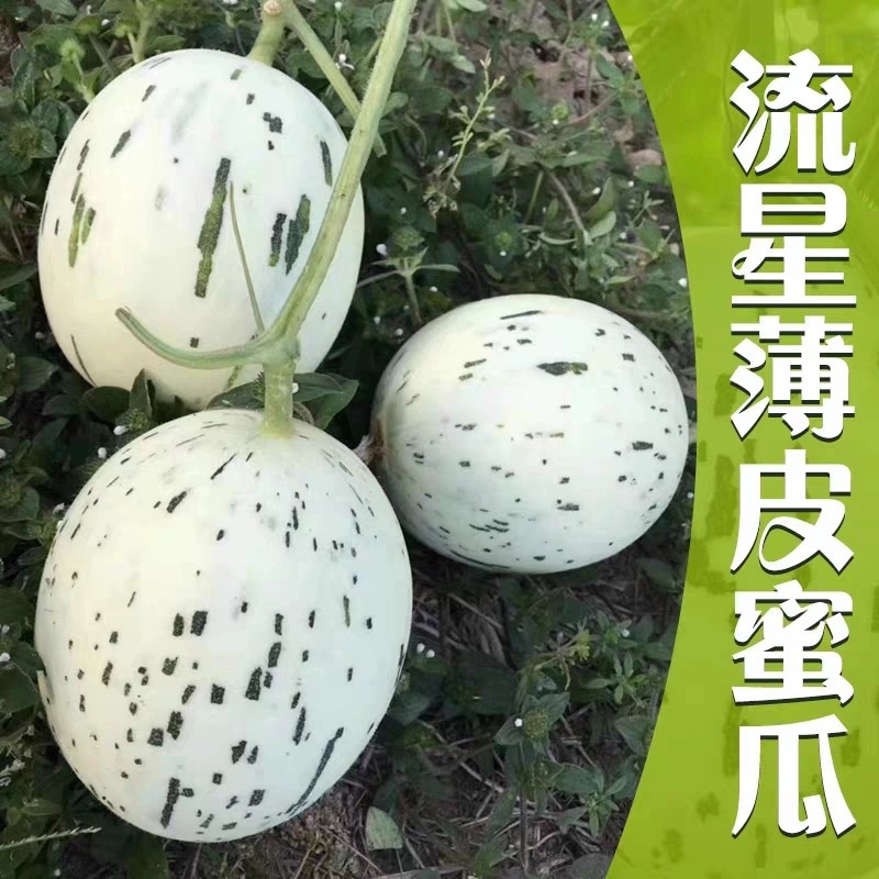 【实力推荐】精品流行蜜露甜瓜，蜜瓜，大量上市中，全国对接