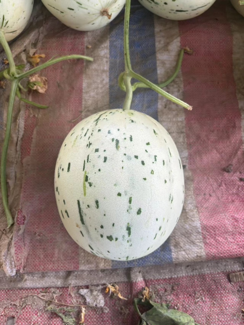 【实力推荐】精品流行蜜露甜瓜，蜜瓜，大量上市中，全国对接