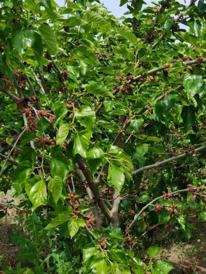 精品黑桑葚，山东青岛桑葚大量供应，自家种植，量大从优新鲜发货