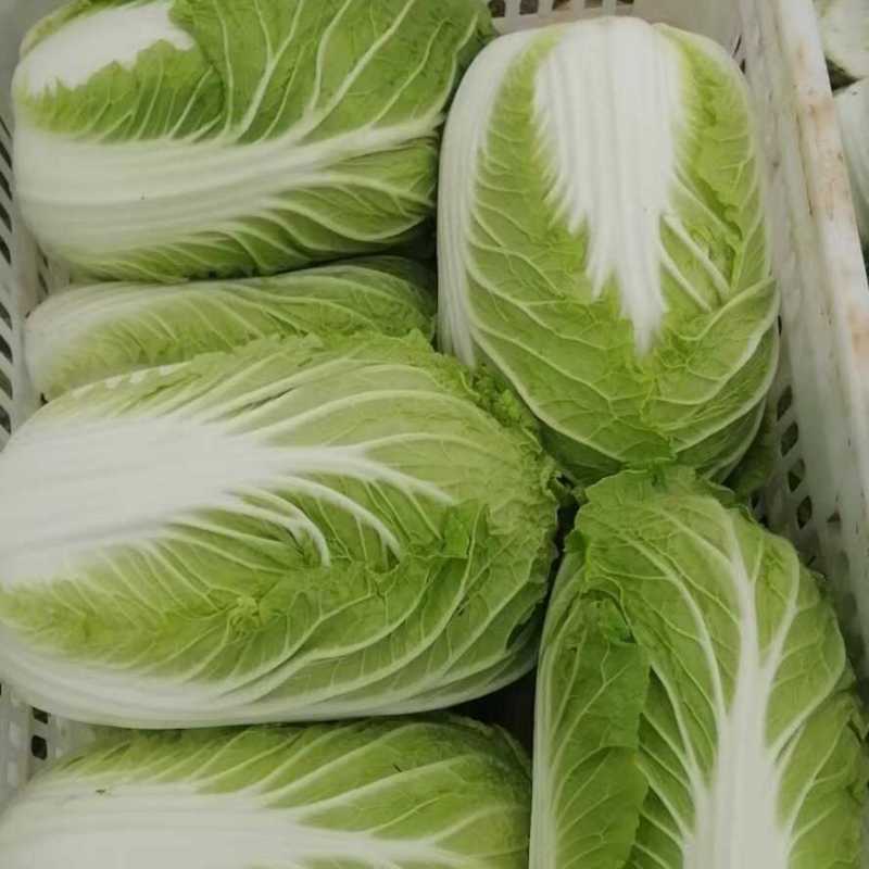 黄心白菜河南开封大白菜大量供应基地直发代收代发货源稳定