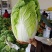 黄心白菜河南开封大白菜大量供应基地直发代收代发货源稳定