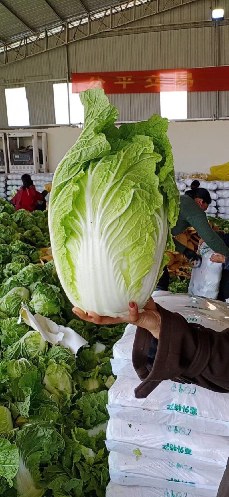 黄心白菜河南开封大白菜大量供应基地直发代收代发货源稳定