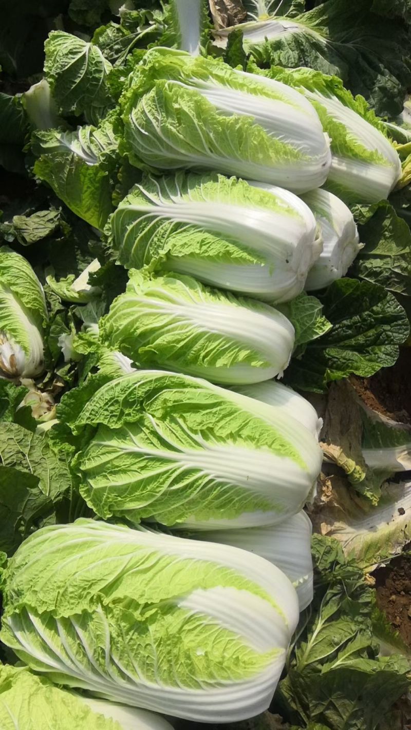 黄心白菜河南开封大白菜大量供应基地直发代收代发货源稳定