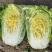 黄心白菜河南开封大白菜大量供应基地直发代收代发货源稳定