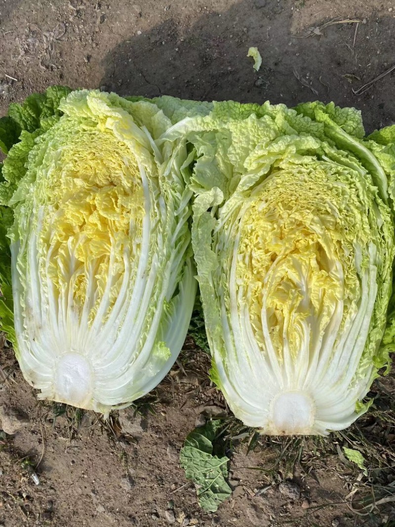 黄心白菜河南开封大白菜大量供应基地直发代收代发货源稳定